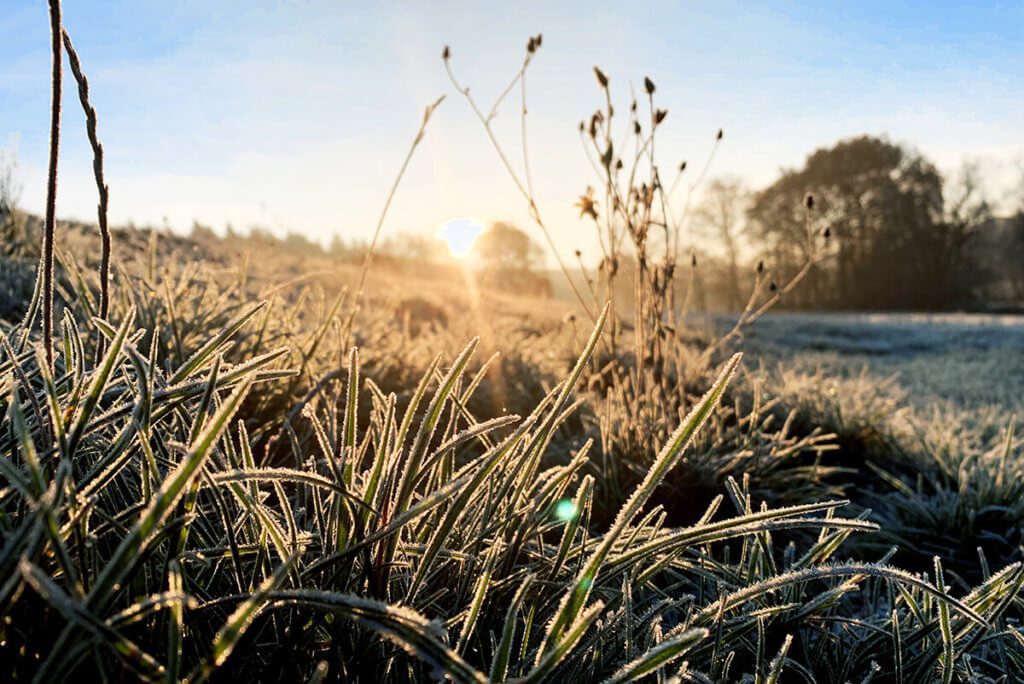Fotografieren gegen die Sonne ist seit dem iPhone XS eines meiner Lieblingsmotive. Hier ist es das Gras mit Raureif, welches das Foto interessant macht (Foto: Sir Apfelot).