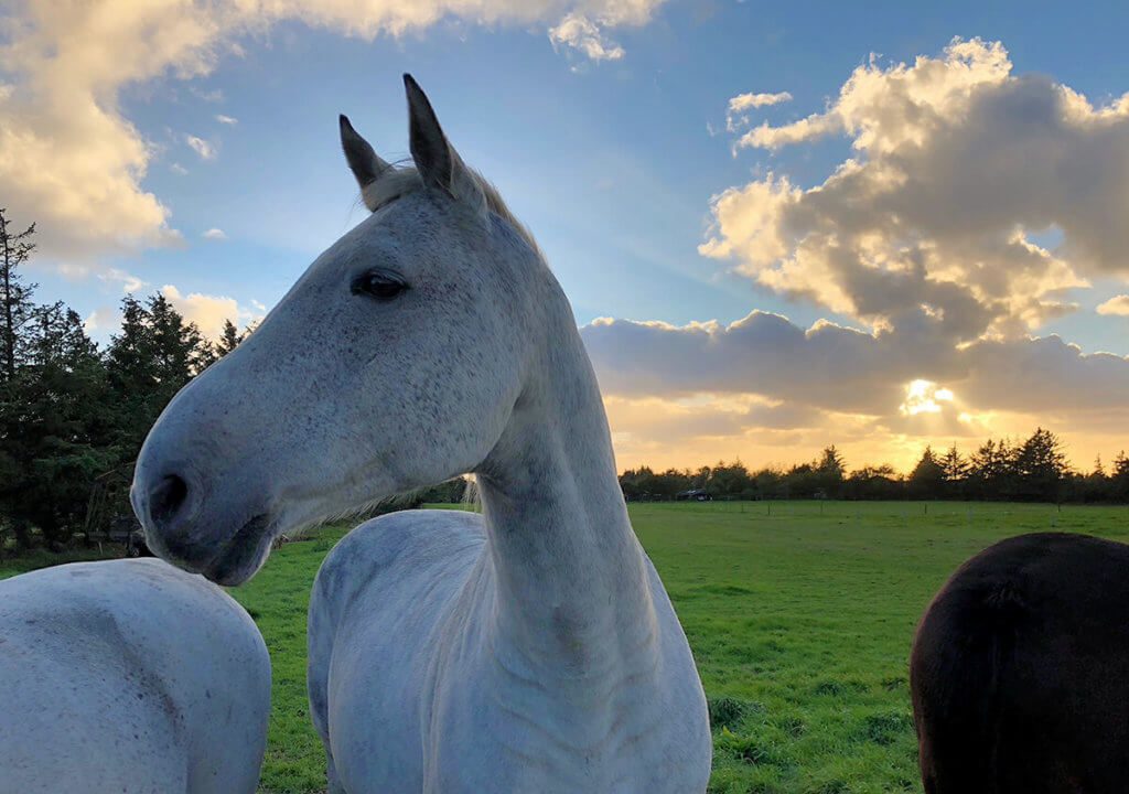 Pferde im Sonnenuntergang in Dänemark – nur möglich durch das automatische Smart-HDR im iPhone XS (Foto: Sir Apfelot).