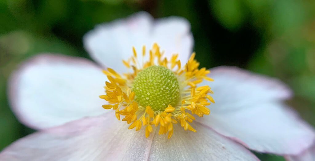 Eine weitere hübsche Aufnahme einer Blüte. Auch hier ist der Bokeh-Effekt das Stilelement, dass das Foto so besonders macht.