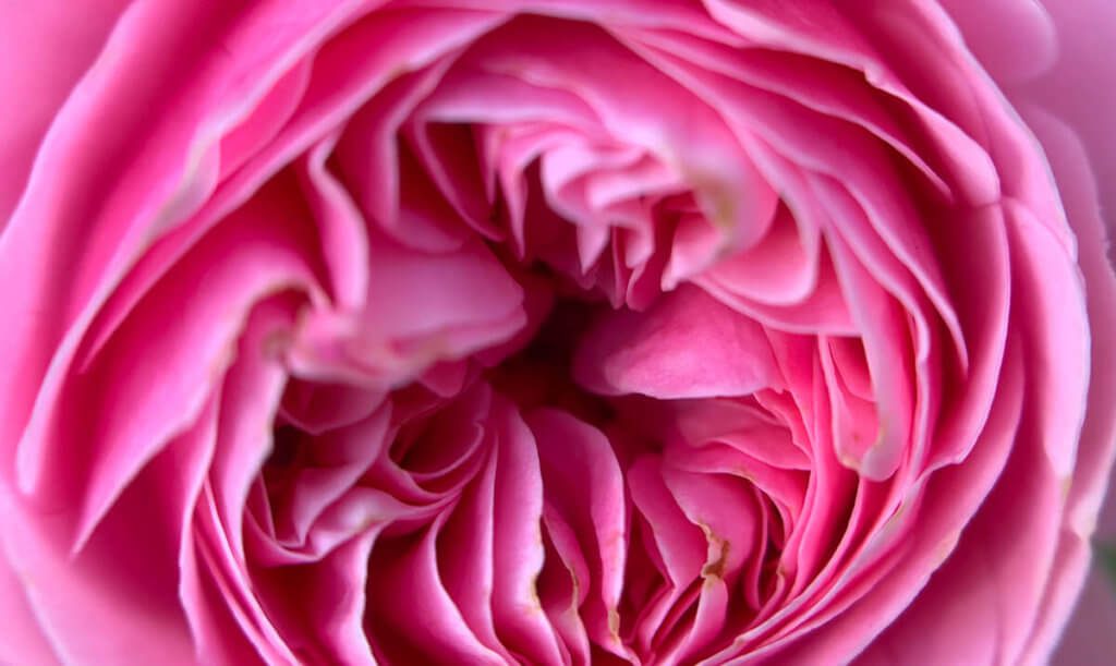 Diese Blüte einer Rose war leider an einigen Stellen schon braun geworden. Trotzdem ist es aus meiner Sicht ein hübsches Fotomotiv.