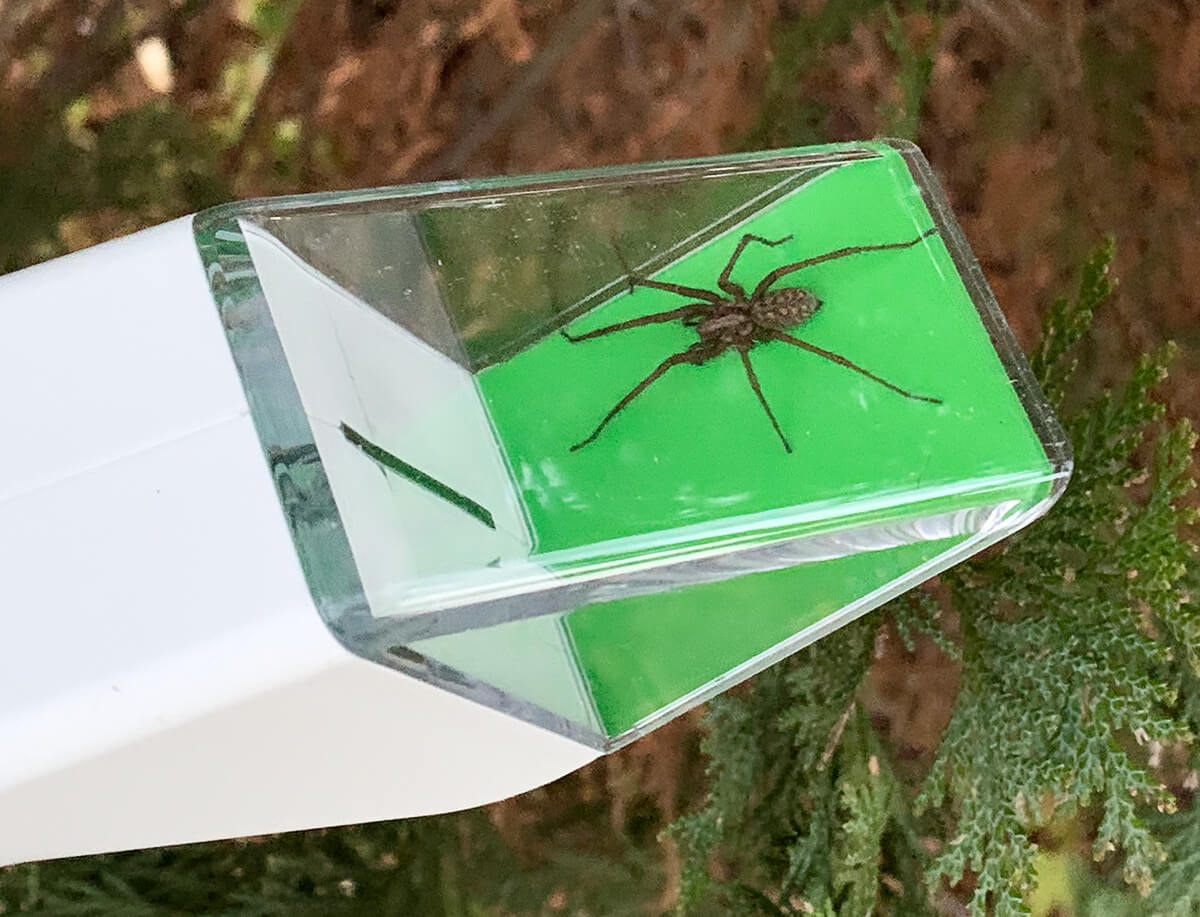 Le Spider Catcher: attrape-araignée ou attrape-nigaud? 